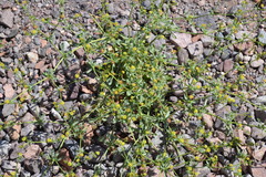 Eriogonum galioides
