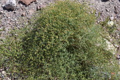 Eriogonum galioides