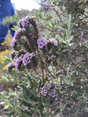 Phacelia integrifolia