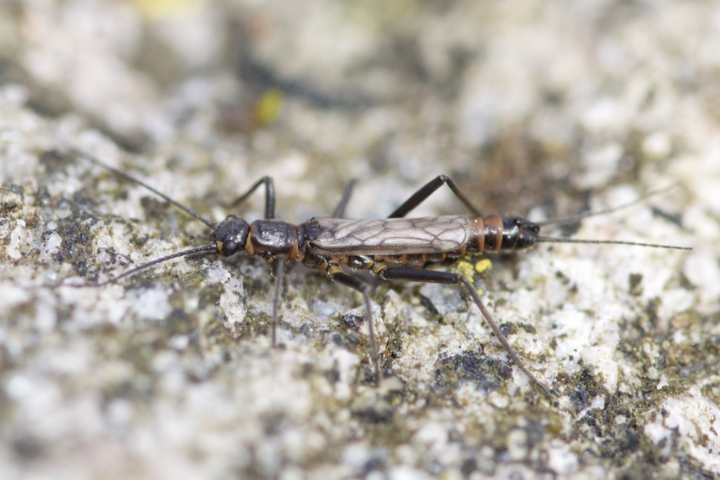 Eastern Snowfly
