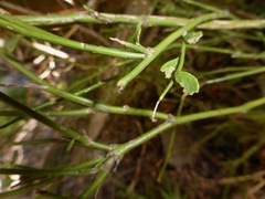 Carmichaelia australis