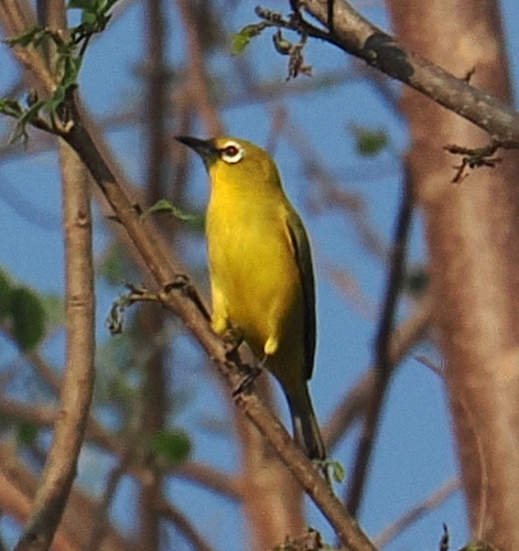 Lemon-bellied White-eye (Zosterops chloris), photo 9