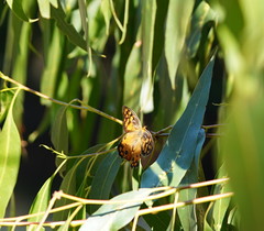 Heteronympha penelope