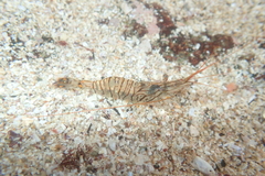Palaemon pacificus