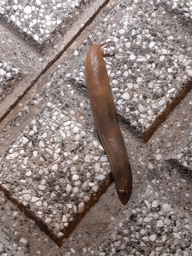 Geomalacus anguiformis