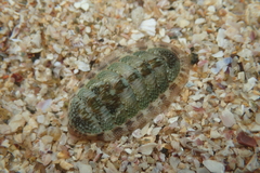 Chitonoidea