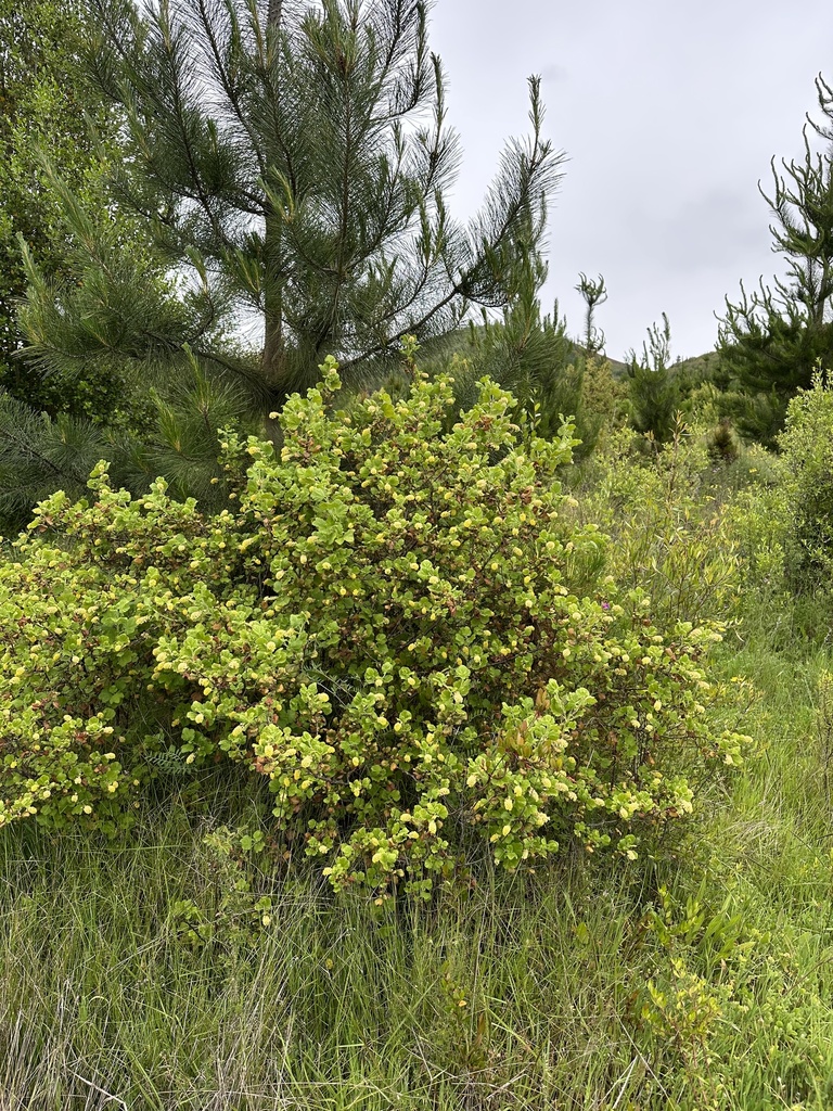 Ribes trilobum; photograph nitsuga74, CC BY, iNaturalist via GBIF