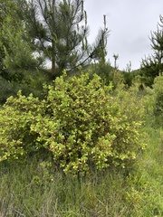 Ribes trilobum