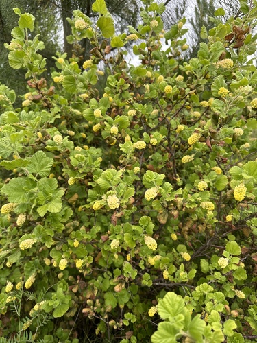 Ribes trilobum, photograph 1
