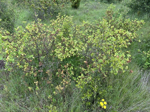 Ribes trilobum, photograph 6