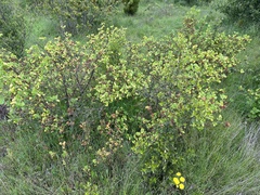 Ribes trilobum, photograph nitsuga74, CC BY, iNaturalist via GBIF
