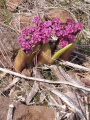 Lomatium columbianum