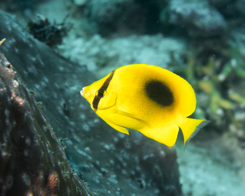 Butterflyfish (Chaetodon speculum) — Chaetodontidae — 2