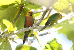 Jandaya Parakeet photo 3