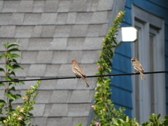 Haemorhous mexicanus