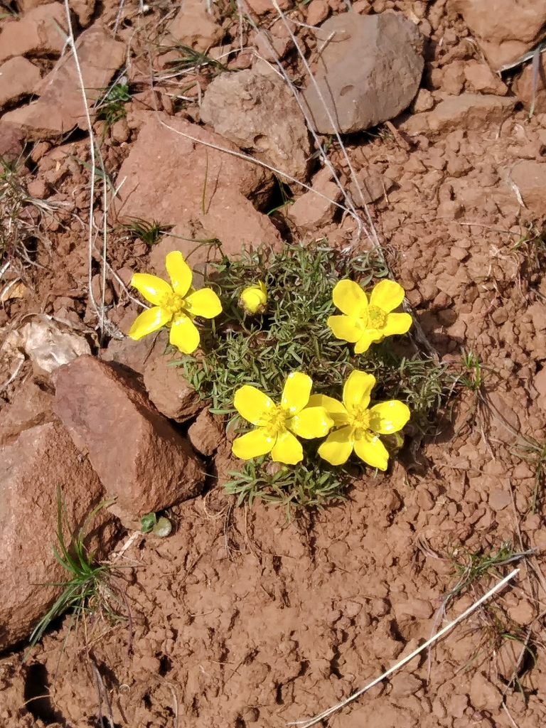 Dalles Mountain Buttercup