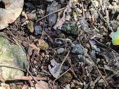 Nicrophorus nepalensis