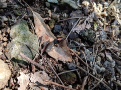 Nicrophorus nepalensis