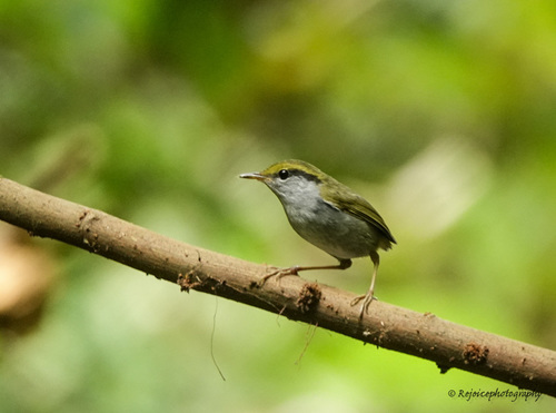 Grey-bellied Tesia