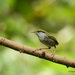 Grey-bellied Tesia - Photo (c) Rejoice Gassah, some rights reserved (CC BY), uploaded by Rejoice Gassah