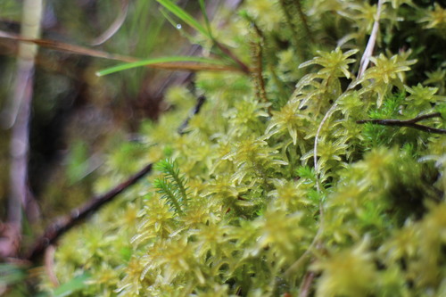 Sphagnum sericeum