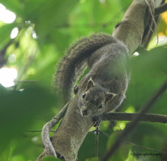 Callosciurus pygerythrus