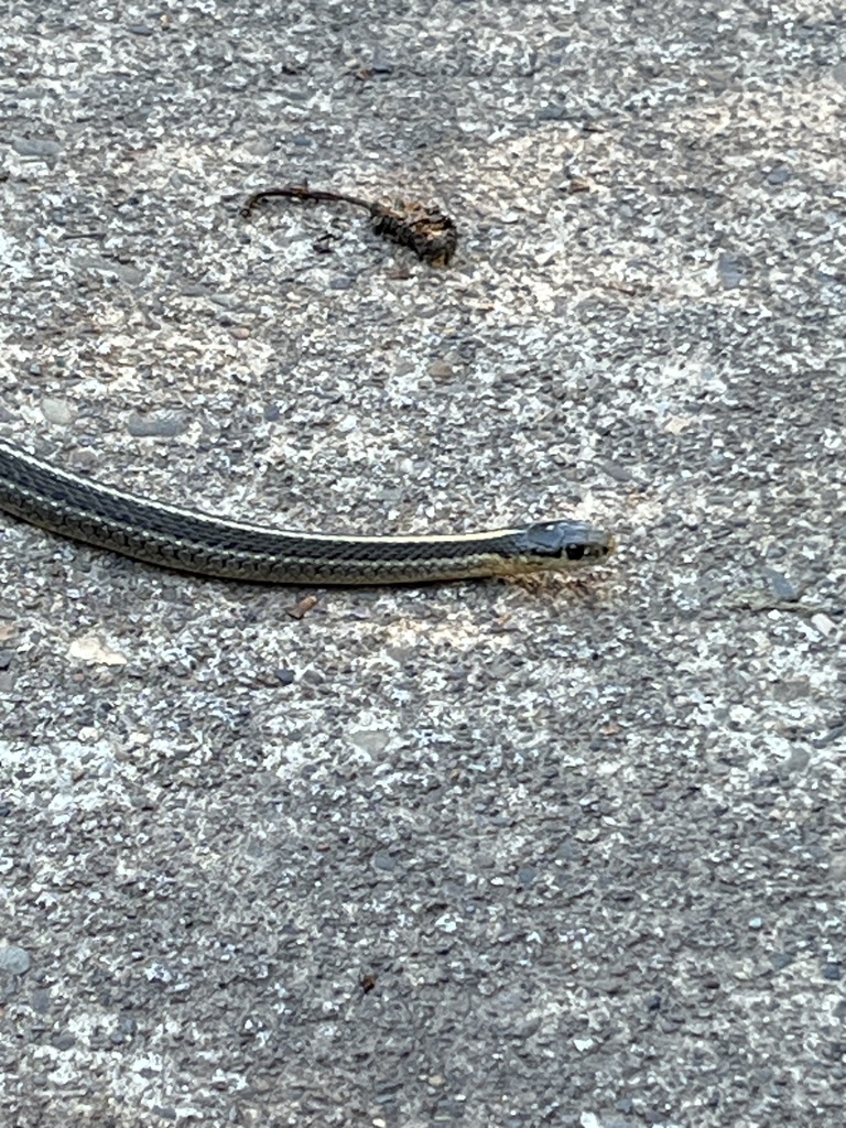 Northwestern Garter Snake In October 2023 By T3mpeh · INaturalist