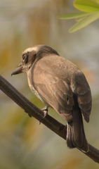 Common Woodshrike photo 3