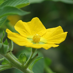 Angiospermae
