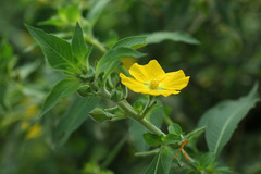Angiospermae