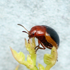 Phaedonia inclusa