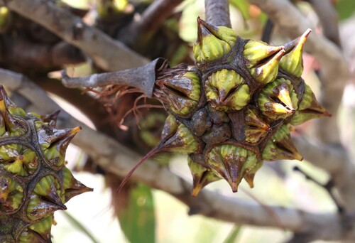 Image of Eucalyptus lehmannii by (c) Greg Tasney, some rights reserved (CC BY-SA)