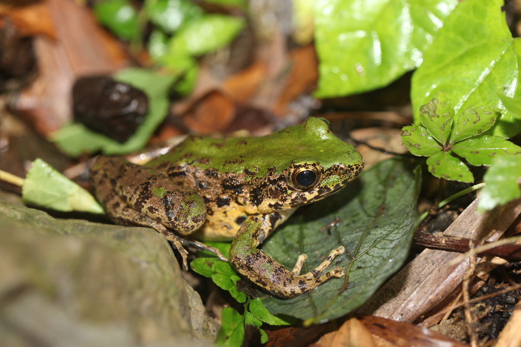 Odorrana Margaretae From Pengzhou, Chengdu, Sichuan, China On July 12 