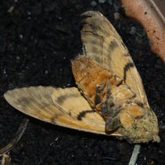 Acherontia styx