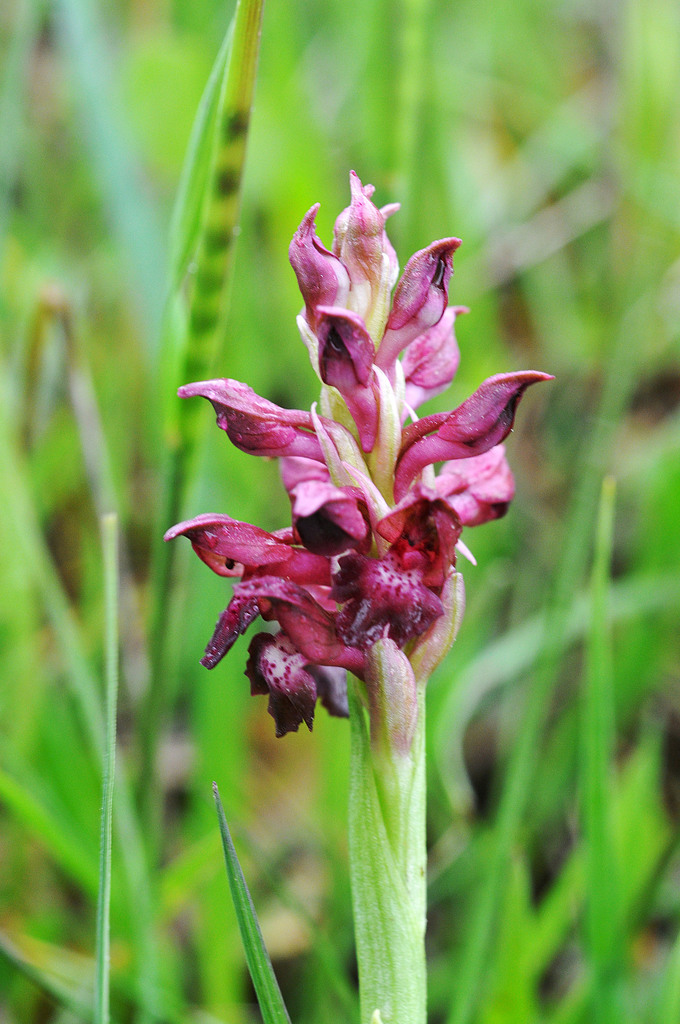 cardo mariano (Plantas que vi en el jardín botánico del Inecol.) ·  iNaturalist