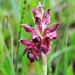 Bug Orchid - Photo (c) Peter Zschunke, some rights reserved (CC BY-NC)