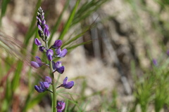 Lupinus truncatus