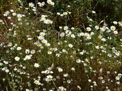 Anacyclus radiatus