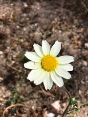 Anacyclus radiatus