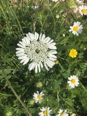 Artedia squamata
