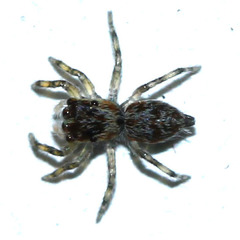 Salticidae