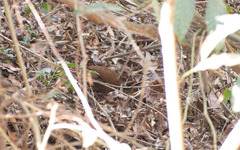 Galloperdix spadicea