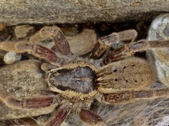 Dolomedes aquaticus