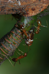 Anoplolepis gracilipes