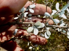Olearia fimbriata