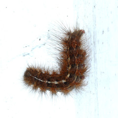 Creatonotos transiens