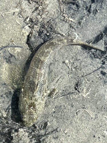 Geblokte notothen (Patagonotothen tessellata) — Nototheniidae — 3