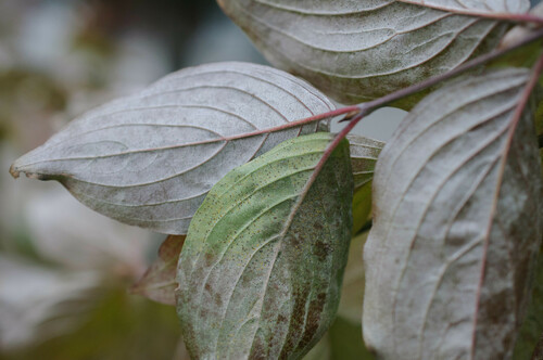 Cornus powdery mildew