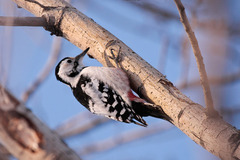 Dendrocopos leucotos