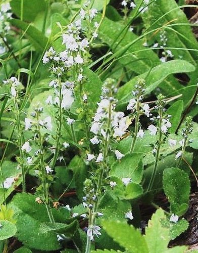 Veronica officinalis var. officinalis